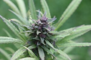 Read more about the article Overview of Marijuana